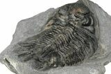 Spiny Delocare (Saharops) Trilobite - Bou Lachrhal, Morocco #204801-3